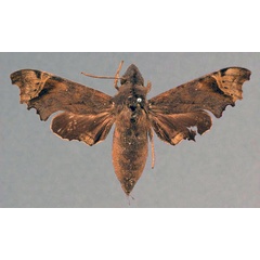 /filer/webapps/moths/media/images/E/excisa_Enyo_STF_OUMNH_01.jpg