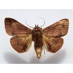 /filer/webapps/moths/media/images/P/purpurata_Lophiophora_A_Goff_01.jpg