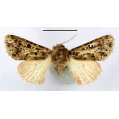 /filer/webapps/moths/media/images/P/punctata_Nyodes_AM_BMNH_02.jpg