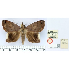 /filer/webapps/moths/media/images/C/conspiciens_Anua_HT_BMNH.jpg