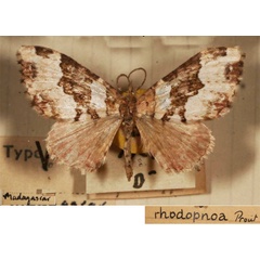 /filer/webapps/moths/media/images/R/rhodopnoa_Epirrhoe_HT_BMNH.jpg
