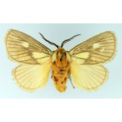 /filer/webapps/moths/media/images/P/polana_Cosuma_AM_TMSA_02.jpg