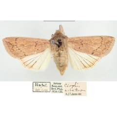/filer/webapps/moths/media/images/U/usta_Mythimna_AF_BMNH_01.jpg