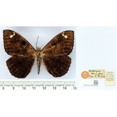 /filer/webapps/moths/media/images/A/atavistis_Nyctipao_HT_BMNH.jpg