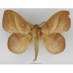 /filer/webapps/moths/media/images/T/tandoensis_Philotherma_AM_Basquin_02.jpg
