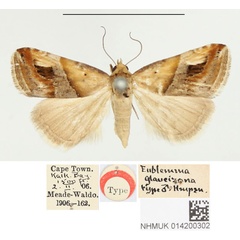 /filer/webapps/moths/media/images/G/glaucizona_Eublemma_HT_BMNH.jpg