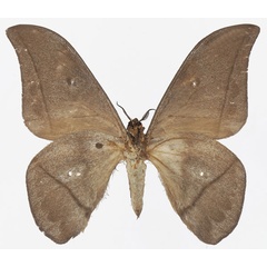 /filer/webapps/moths/media/images/S/sangha_Lobobunaea_AM_Basquinb.jpg