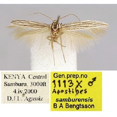 /filer/webapps/moths/media/images/S/samburensis_Apostibes_HT_BMNH.jpg