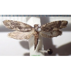 /filer/webapps/moths/media/images/B/borboniella_Protaphreutis_AF_Bippus.jpg