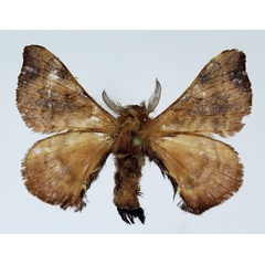/filer/webapps/moths/media/images/S/spiralis_Racinoa_AM_Basquin_02.jpg