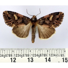 /filer/webapps/moths/media/images/U/unguiculata_Odontestra_AF_BMNH.jpg