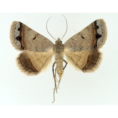 /filer/webapps/moths/media/images/A/annexa_Plecoptera_AF_TMSA_01.jpg