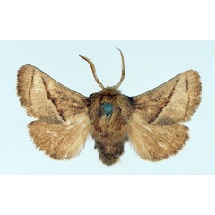 /filer/webapps/moths/media/images/I/isophanes_Omocenoides_AM_TMSA_02.jpg