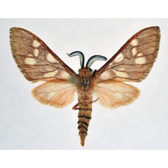 /filer/webapps/moths/media/images/O/obscurus_Pseudothyretes_AM_NHMO.jpg