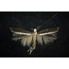 /filer/webapps/moths/media/images/H/hobohmi_Pareclectis_AM_ZMHB.jpg