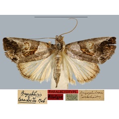 /filer/webapps/moths/media/images/T/tarachoides_Bryophilopsis_PLT_MNHN.jpg