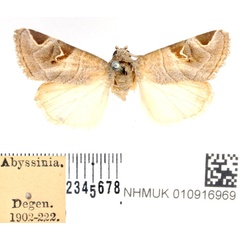 /filer/webapps/moths/media/images/C/calimanii_Brevipecten_AM_BMNH_01.jpg