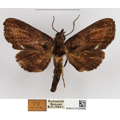 /filer/webapps/moths/media/images/S/siccata_Anigraea_AF_NHMUK.jpg