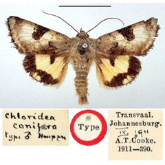 /filer/webapps/moths/media/images/C/conifera_Chloridea_HT_BMNH.jpg