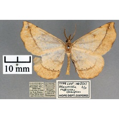 /filer/webapps/moths/media/images/R/rufescens_Mesocoela_STM_OUMNH_01.jpg