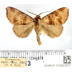 /filer/webapps/moths/media/images/P/pammicta_Marcipa_AM_BMNH.jpg