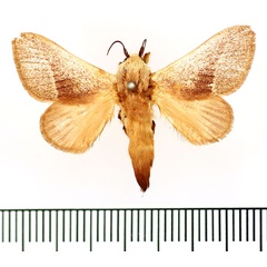 /filer/webapps/moths/media/images/C/cretata_Latoia_AM_BMNH_01.jpg