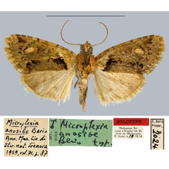 /filer/webapps/moths/media/images/A/anosibe_Microplexia_HT_MNHN.jpg