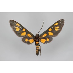 /filer/webapps/moths/media/images/R/rufina_Amata_A_BMNH.jpg