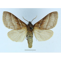 /filer/webapps/moths/media/images/B/bipars_Bombycopsis_AF_Basquin_02.jpg