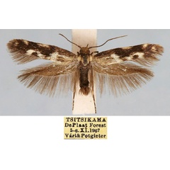 /filer/webapps/moths/media/images/O/oculella_Scythris_HT_TMSA_BHUHXop.jpg