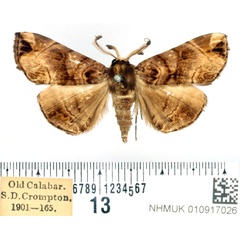 /filer/webapps/moths/media/images/S/simplex_Trichopalpina_AM_BMNH.jpg