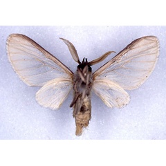 /filer/webapps/moths/media/images/C/cinereocostata_Apisa_HT_CMP_02.jpg