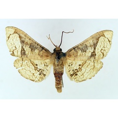 /filer/webapps/moths/media/images/S/squamigera_Kuja_AM_TMSA.jpg