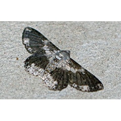 /filer/webapps/moths/media/images/S/selenaria_Ascotis_A_Voaden_02.jpg