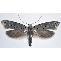 /filer/webapps/moths/media/images/M/morbillosus_Yponomeuta_AF_NHMO.jpg