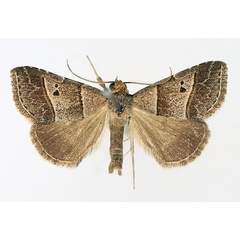/filer/webapps/moths/media/images/T/tripalis_Plecoptera_AM_TMSA_02.jpg
