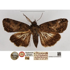 /filer/webapps/moths/media/images/A/alutacea_Stictopera_HT_NHMUK.jpg