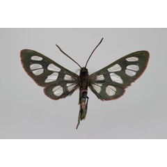 /filer/webapps/moths/media/images/D/dilateralis_Amata_A_BMNH.jpg