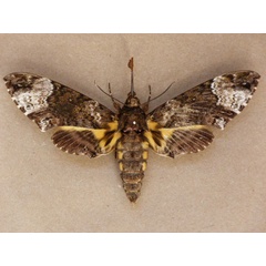 /filer/webapps/moths/media/images/F/fulvinotata_Coelonia_A_Butler.jpg