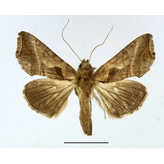 /filer/webapps/moths/media/images/F/fracta_Ctenoplusia_AM_Basquin.jpg
