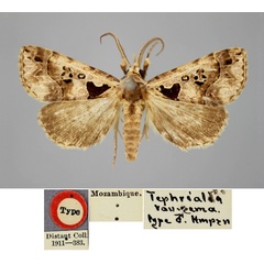 /filer/webapps/moths/media/images/V/vausema_Tephrialia_HT_BMNH.jpg
