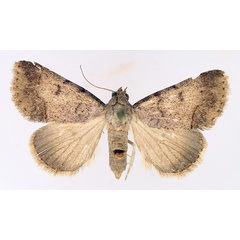 /filer/webapps/moths/media/images/T/trichophora_Plecoptera_AF_TMSA_01.jpg