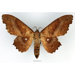 /filer/webapps/moths/media/images/K/knoblauchii_Mimopacha_AF_Basquin_02.jpg