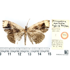 /filer/webapps/moths/media/images/A/apicata_Deinypena_HT_BMNH.jpg
