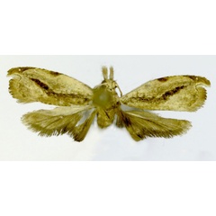 /filer/webapps/moths/media/images/P/praestabilis_Ancylophyes_HT_ZMJU.jpg