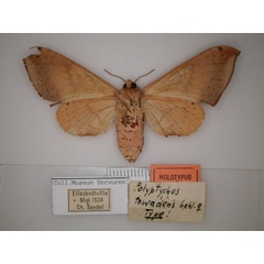 /filer/webapps/moths/media/images/T/towadeus_Andriasa_HT_RMCA_02.jpg