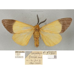 /filer/webapps/moths/media/images/F/flavens_Coenostegia_LTM_BMNH.jpg