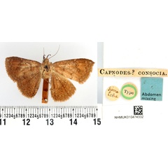 /filer/webapps/moths/media/images/C/consocia_Capnodes_HT_BMNH.jpg