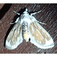 /filer/webapps/moths/media/images/B/brunneata_Obtusipalpis_AF_Bippus.jpg