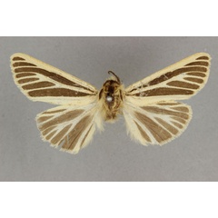 /filer/webapps/moths/media/images/I/internigralis_Estigmene_HT_BMNH.jpg